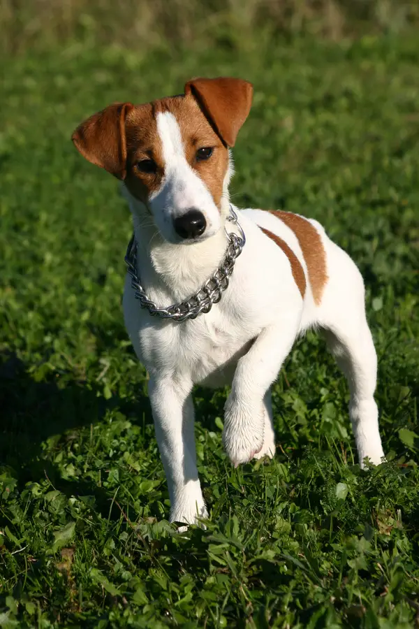 ... Russell Terrier (Smooth) - Jack Russell Terrier (Smooth) - Dog Breeds